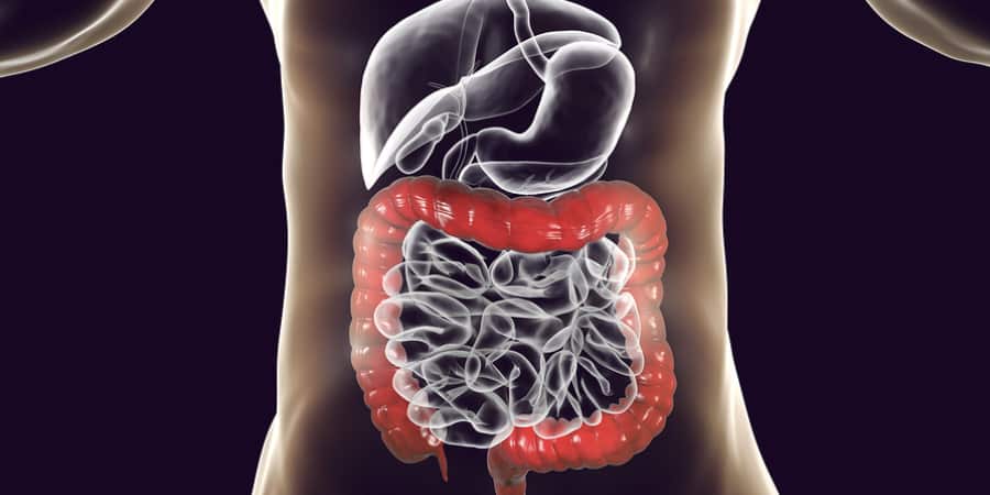 ações melatonina no intestino