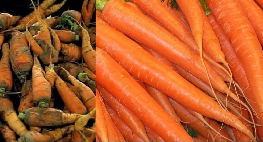 Sophie-deram-nutrologa