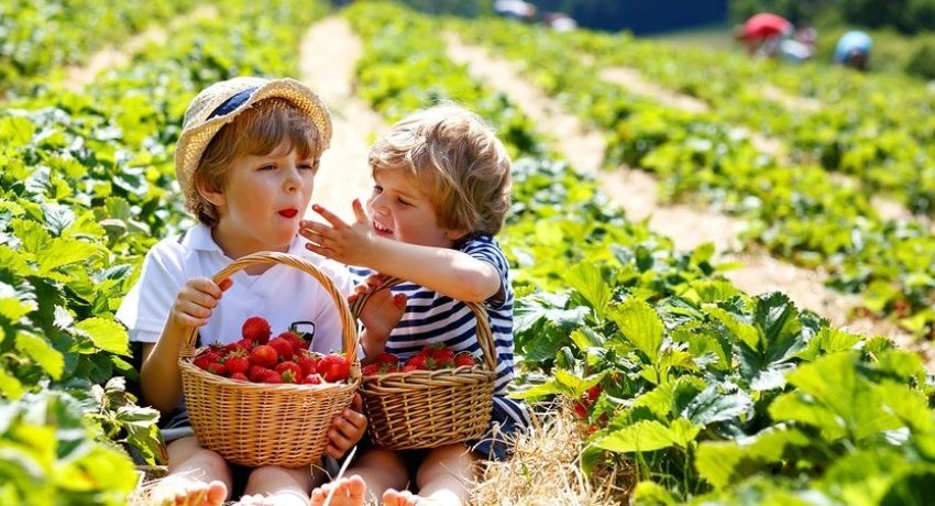 o que é alimentação orgânica